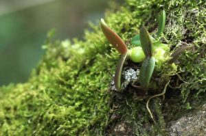 Bulbophyllum insolitum