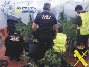  La Policía Local de Orihuela y la Guardia Civil desmantela una producción de plantas de marihuana en la pedanía de San Bartolomé